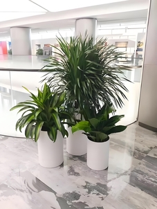 领略镇海绿植租赁方案，感受自然魅力